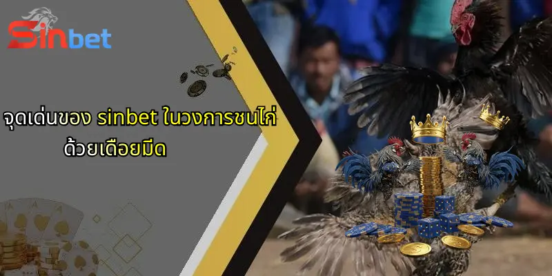 การชนไก่ด้วยเดือยมีด: สัมผัสโลกเดิมพันสุดมันส์กับ Sinbet 3 จุดเด่นของ sinbet ในวงการชนไก่ด้วยเดือยมีด