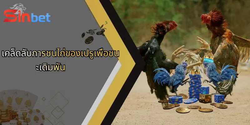 เคล็ดลับการชนไก่ของเปรูเพื่อชนะเดิมพัน